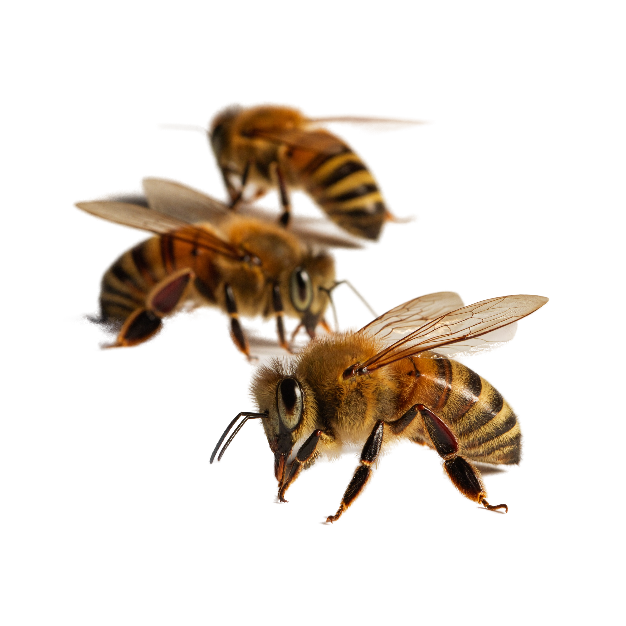 Tres abejas hiperrealistas — comunidad que sostiene el sistema